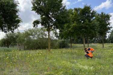 Ecologisch maaien